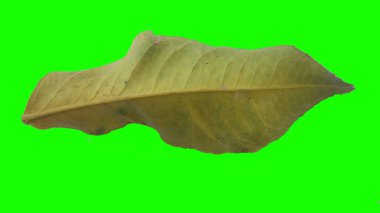 Sonbahar yaprak yeşil izole veya beyaz arka plan