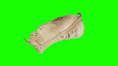 Sonbahar yaprak yeşil izole veya beyaz arka plan