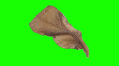 Sonbahar yaprak yeşil izole veya beyaz arka plan