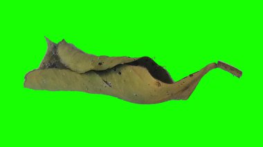 Sonbahar yaprak yeşil izole veya beyaz arka plan