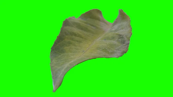 Jesienny Liść Białym Tle Zielone Lub Białe Tło — Zdjęcie stockowe