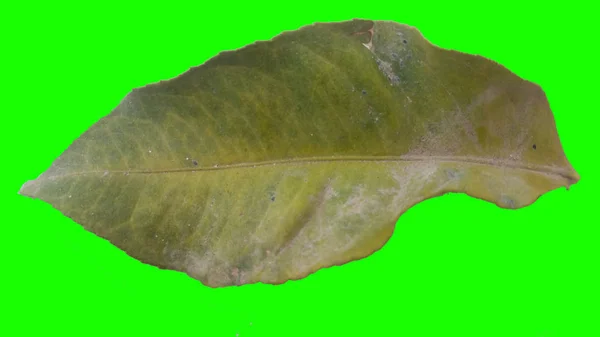 Höst Löv Isolerad Grön Eller Vit Bakgrund — Stockfoto