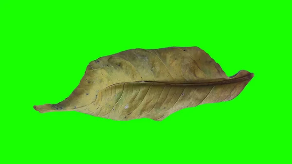 Осенний Лист Изолирован Зеленом Белом Фоне — стоковое фото