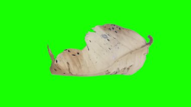 Sonbahar yaprak yeşil izole veya beyaz arka plan