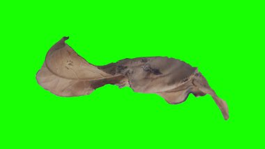 Sonbahar yaprak yeşil izole veya beyaz arka plan