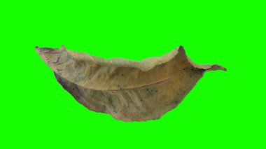 Sonbahar yaprak yeşil izole veya beyaz arka plan