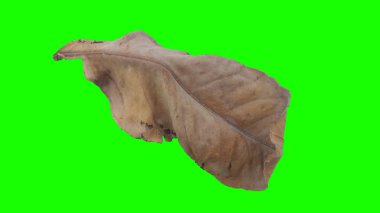 Sonbahar yaprak yeşil izole veya beyaz arka plan