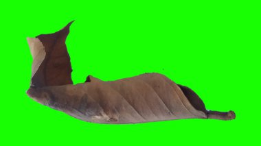 Sonbahar yaprak yeşil izole veya beyaz arka plan