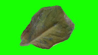 Sonbahar yaprak yeşil izole veya beyaz arka plan