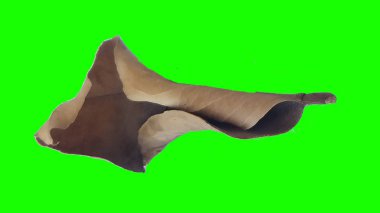 Sonbahar yaprak yeşil izole veya beyaz arka plan