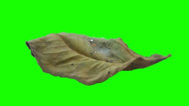 Sonbahar yaprak yeşil izole veya beyaz arka plan