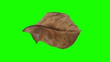 Sonbahar yaprak yeşil izole veya beyaz arka plan