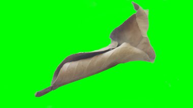 Sonbahar yaprak yeşil izole veya beyaz arka plan