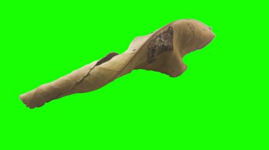 Sonbahar yaprak yeşil izole veya beyaz arka plan