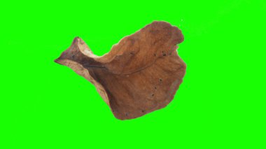 Sonbahar yaprak yeşil izole veya beyaz arka plan