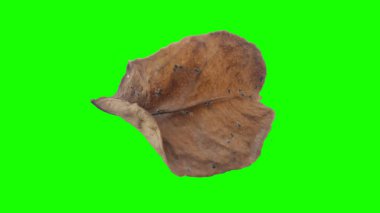 Sonbahar yaprak yeşil izole veya beyaz arka plan