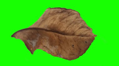 Sonbahar yaprak yeşil izole veya beyaz arka plan