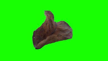 Sonbahar yaprak yeşil izole veya beyaz arka plan