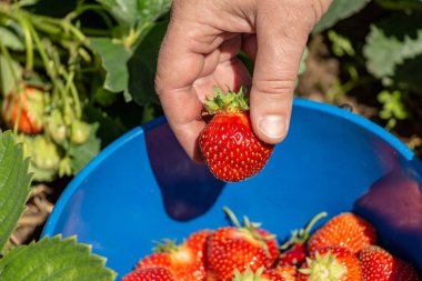 çiftliğinde tatlı çilek toplama