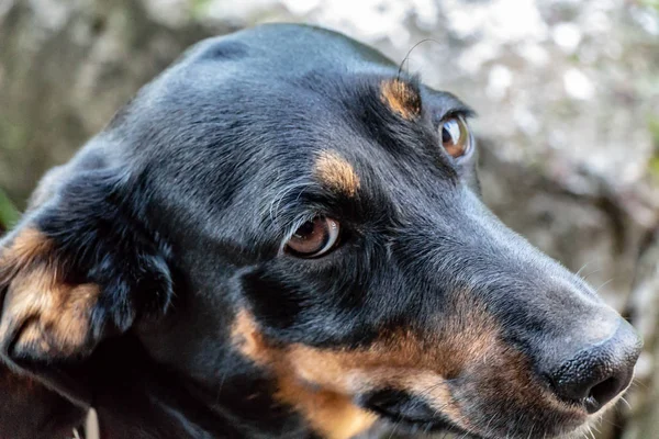 Blick eines Hundes auf den Wirt mit einer Frage — Stockfoto