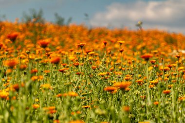 çiçek açan kadife çiçeği alan