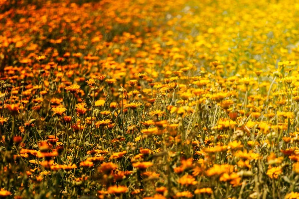 Gebied van bloeiende calendula — Stockfoto