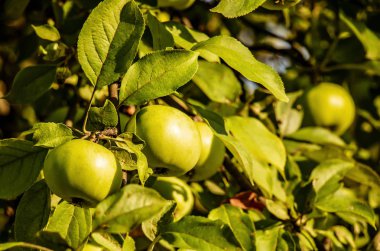 bahçede bir ağaç üzerinde güzel, Olgun, sulu elma hasat bekliyor. Ağustos.