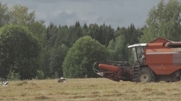 Oogst Landbouw Oogsten Van Granen — Stockvideo