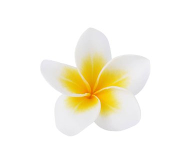 Beyaz arkaplanda izole Frangipani veya Plumeria çiçeği
