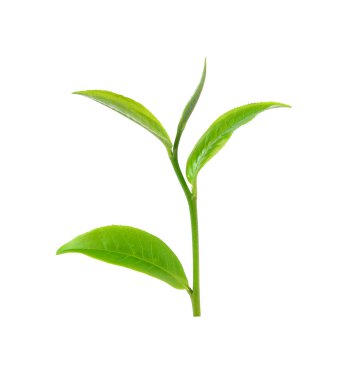 Beyaz arkaplanda yeşil çay yaprağı izole