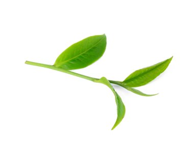 Beyaz arkaplanda yeşil çay yaprağı izole