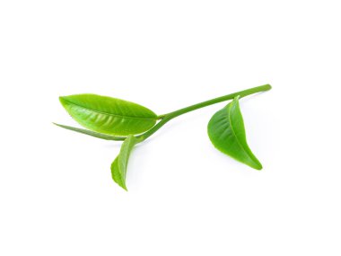 Beyaz arkaplanda yeşil çay yaprağı izole