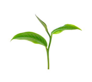Beyaz arkaplanda yeşil çay yaprağı izole