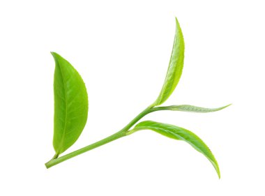 Beyaz arkaplanda yeşil çay yaprağı izole