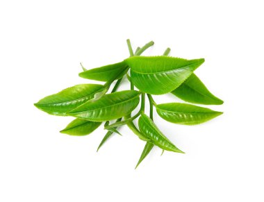 Beyaz arkaplanda yeşil çay yaprağı izole