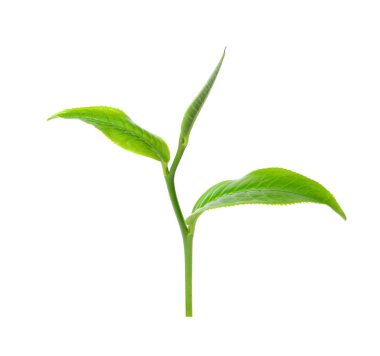Beyaz arkaplanda yeşil çay yaprağı izole