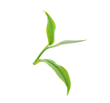 Beyaz arkaplanda yeşil çay yaprağı izole