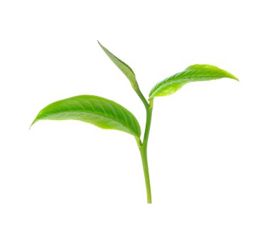 Beyaz arkaplanda yeşil çay yaprağı izole
