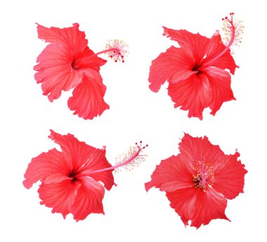 Beyaz arkaplanda çiçekler.