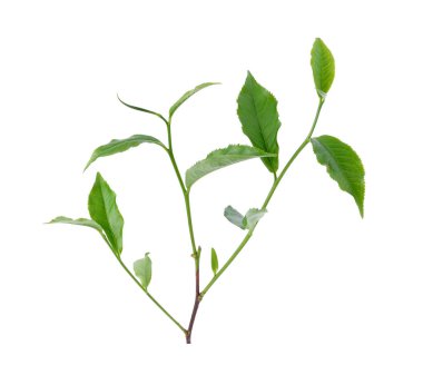 Beyaz arkaplanda yeşil çay yaprağı izole