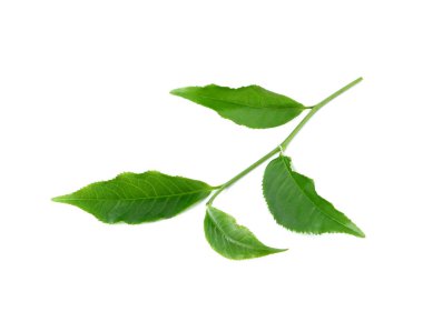 Beyaz arkaplanda yeşil çay yaprağı izole.