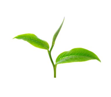 Beyaz arkaplanda yeşil çay yaprağı izole