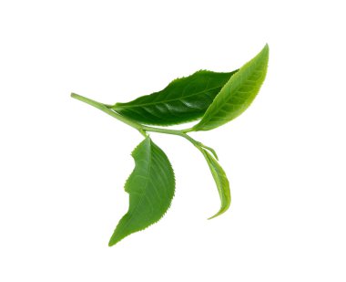 Beyaz arkaplanda izole çay yaprağı