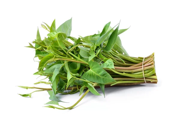 Water Spinach Isolated White Background — Stock Photo, Image