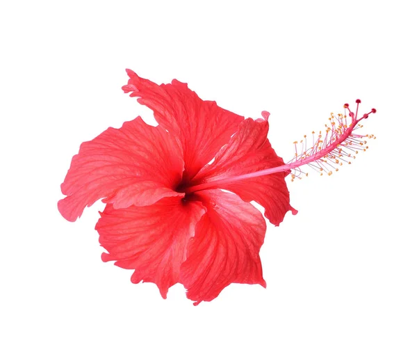 Rote Hibiskusblüte Isoliert Auf Weißem Hintergrund — Stockfoto