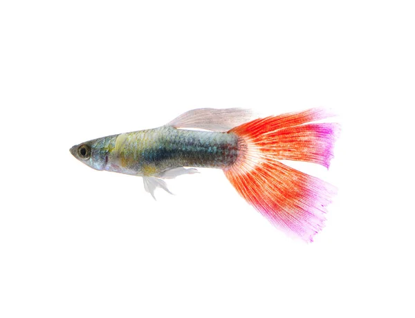 Peixe Guppy Isolado Fundo Branco — Fotografia de Stock