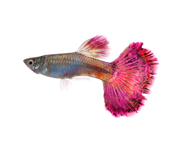 Peixe Guppy Isolado Fundo Branco — Fotografia de Stock