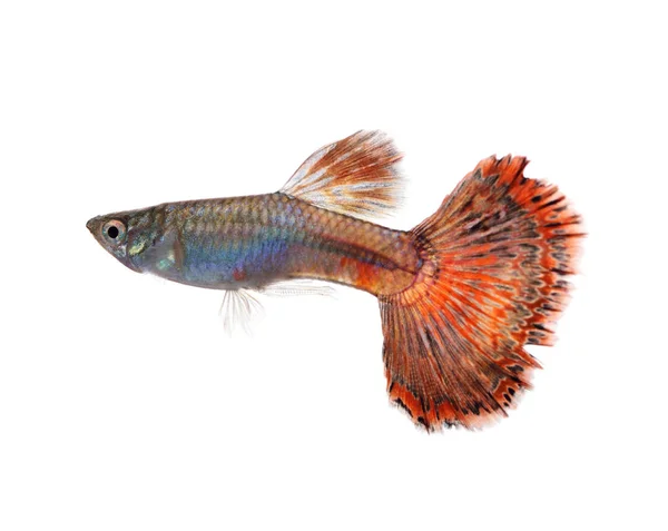 Peixe Guppy Isolado Fundo Branco — Fotografia de Stock