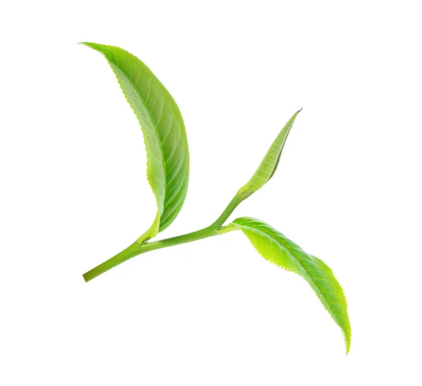 Tea Leaf Isolated White Background — Stock Photo, Image