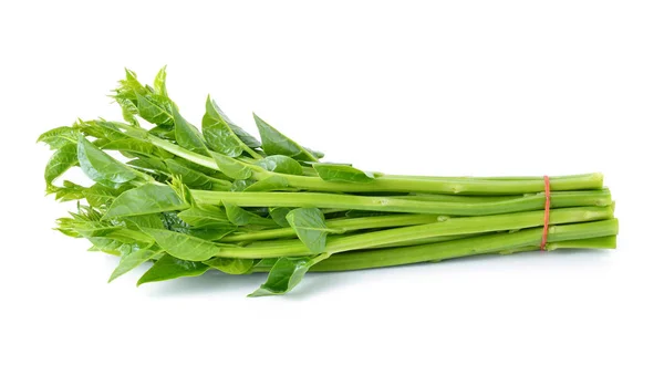 Malabar Spinach Ceylon Spinach Isolated White — Stock Photo, Image